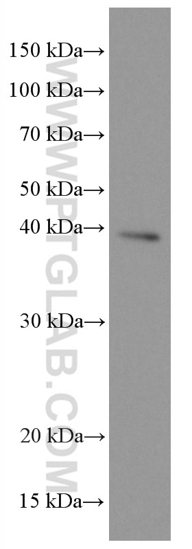 Western Blot (WB) analysis of rat heart tissue using MBNL1 Monoclonal antibody (66837-1-Ig)