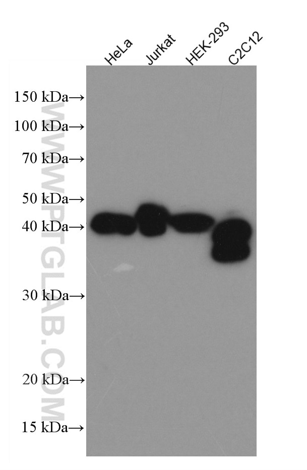 Western Blot (WB) analysis of various lysates using MBNL1 Monoclonal antibody (66837-1-Ig)