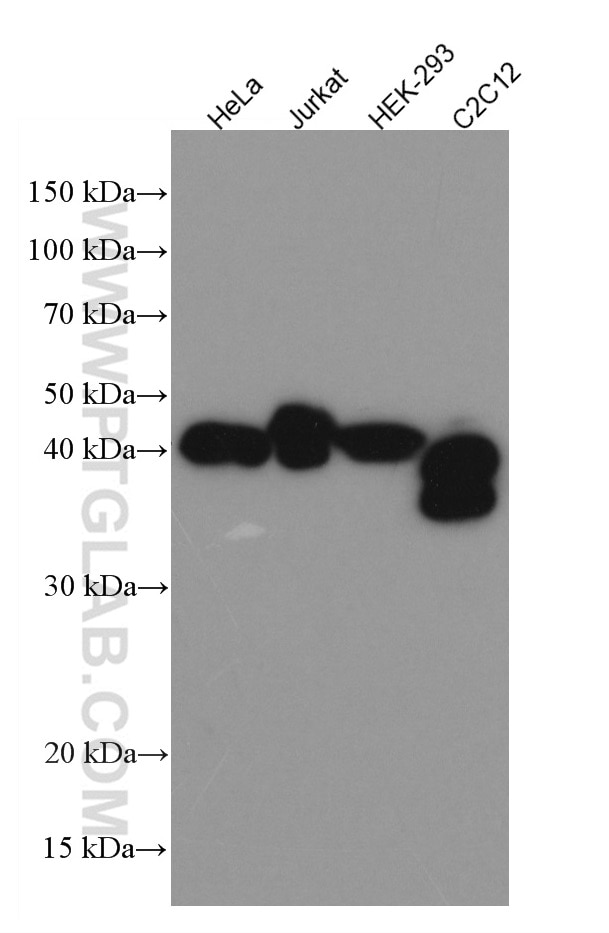 Western Blot (WB) analysis of various lysates using MBNL1 Monoclonal antibody (66837-1-Ig)