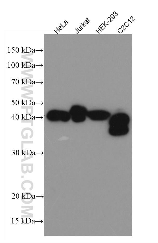 WB analysis using 66837-1-Ig