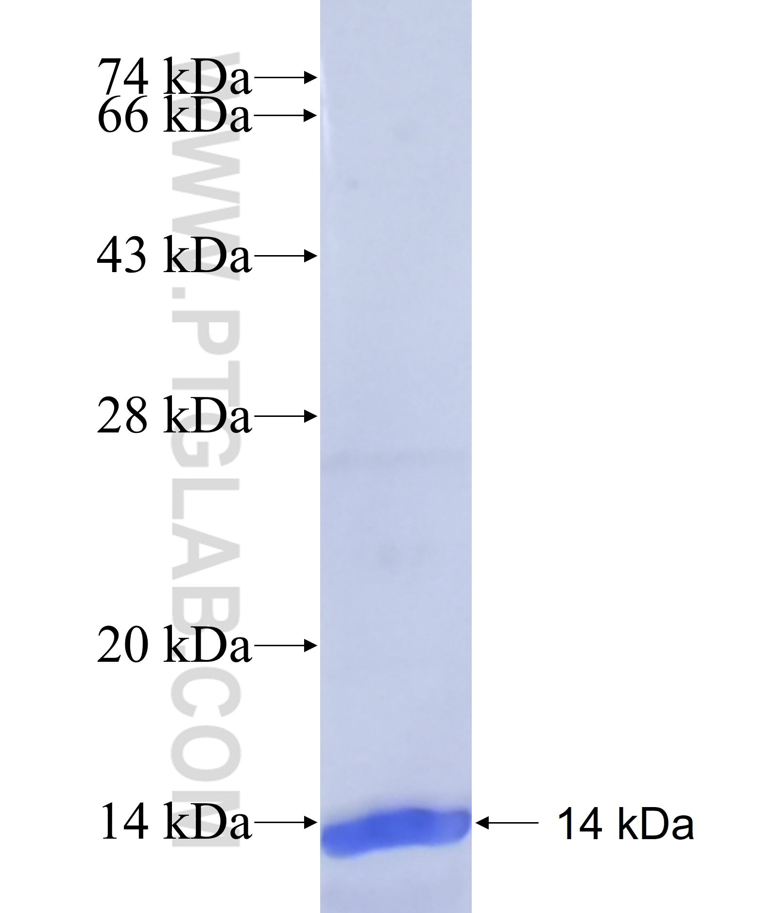 MBNL1 fusion protein Ag41828 SDS-PAGE