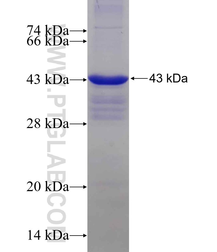 MBNL1 fusion protein Ag7752 SDS-PAGE