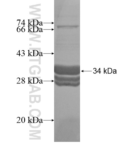 MBNL2 fusion protein Ag16035 SDS-PAGE