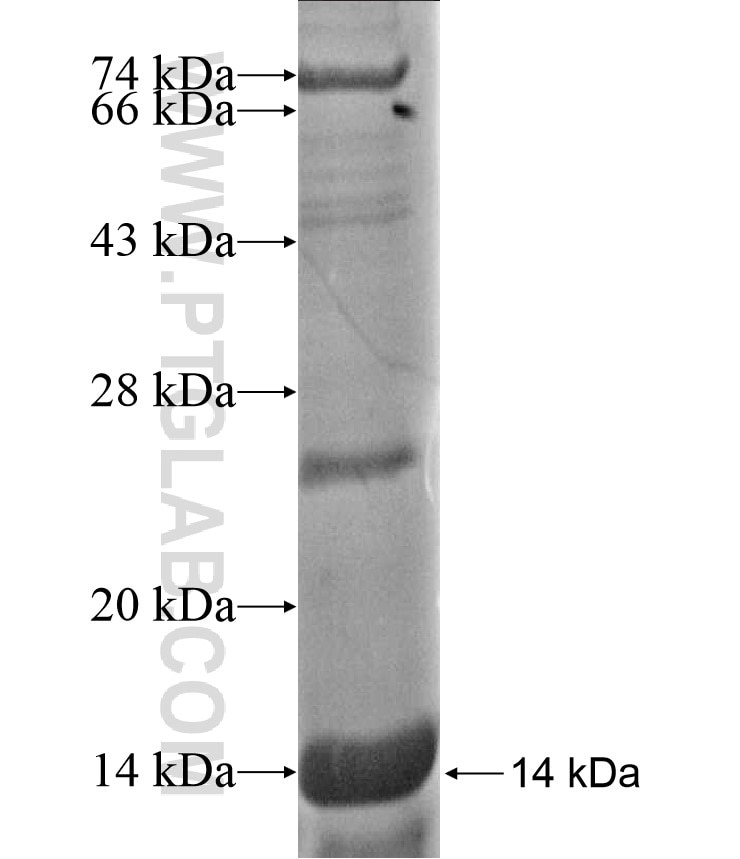 MBNL2 fusion protein Ag17240 SDS-PAGE