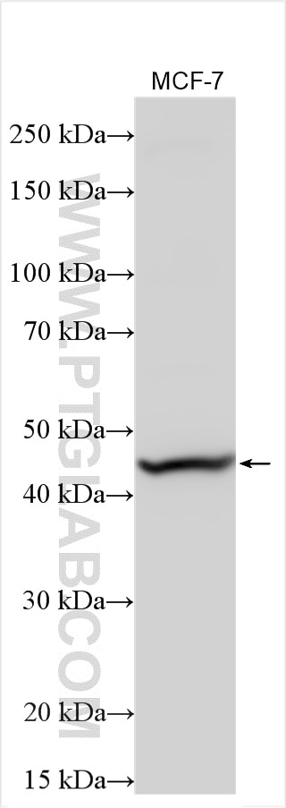 Western Blot (WB) analysis of various lysates using MBOAT1 Polyclonal antibody (25615-1-AP)