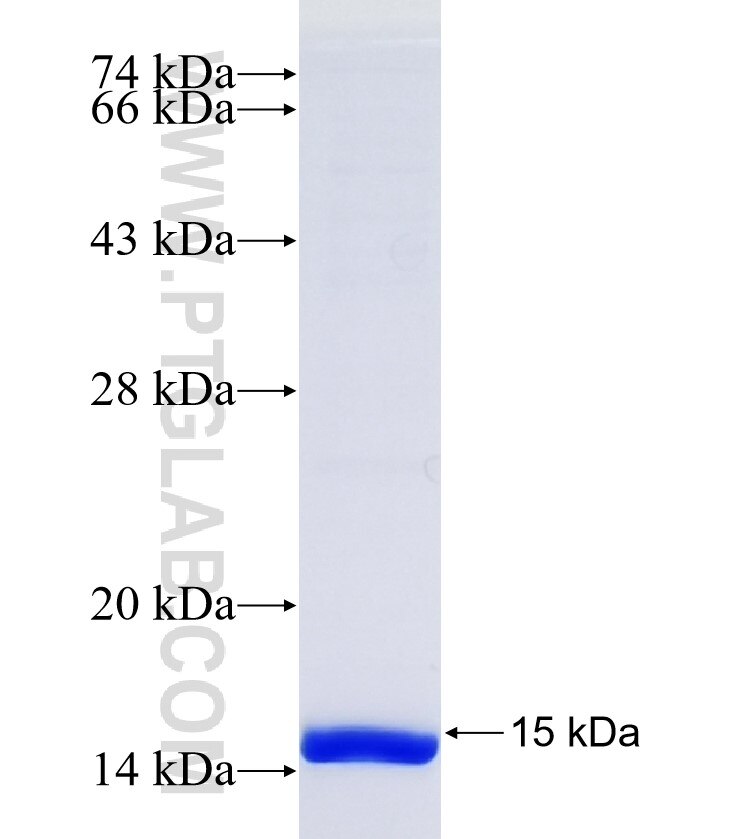 MBOAT4 fusion protein Ag37207 SDS-PAGE
