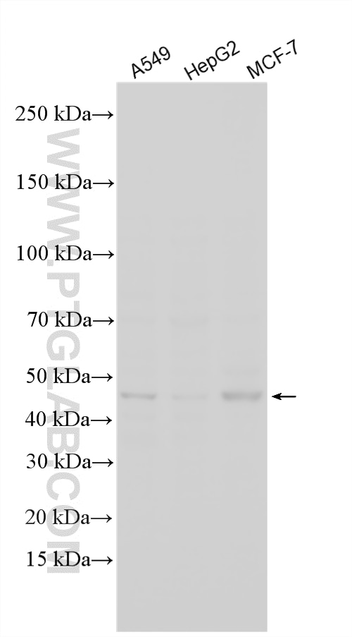 Western Blot (WB) analysis of various lysates using MBOAT7 Polyclonal antibody (26646-1-AP)