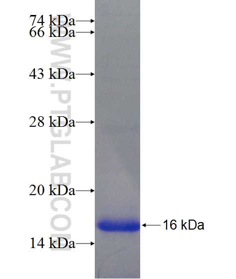 MBOAT7 fusion protein Ag24490 SDS-PAGE