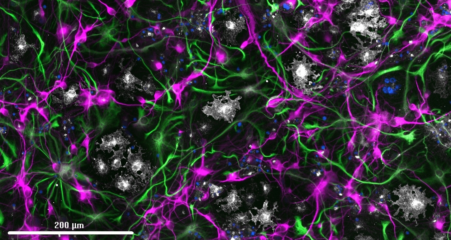 Immunofluorescence (IF) / fluorescent staining of hiPSC using MBP Polyclonal antibody (10458-1-AP)