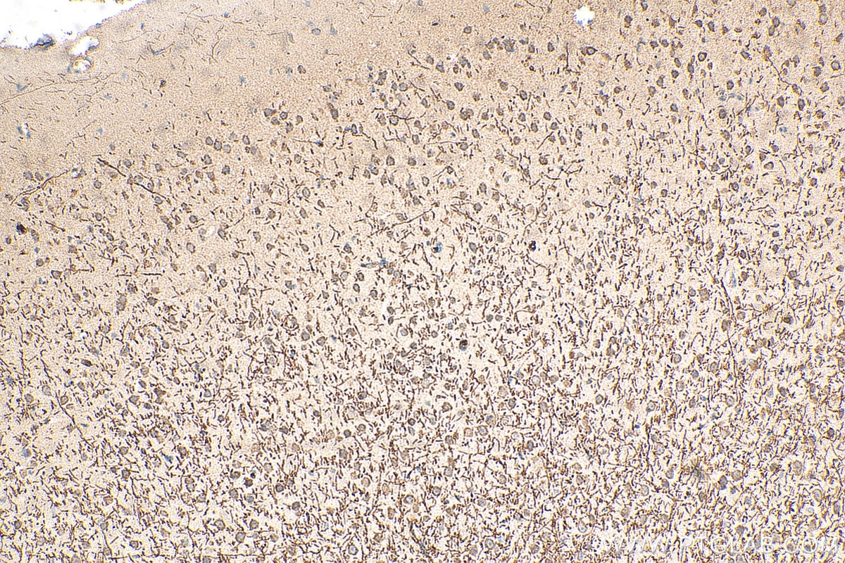 Immunohistochemistry (IHC) staining of mouse brain tissue using Myelin basic protein Polyclonal antibody (10458-1-AP)