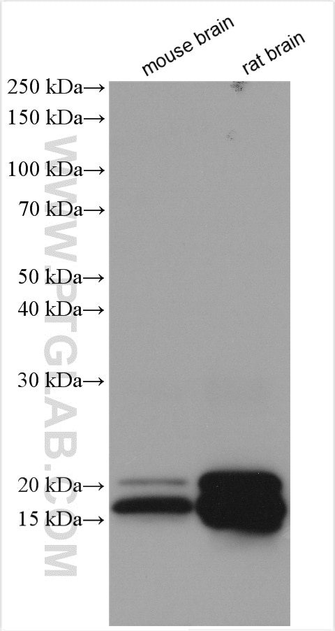 Western Blot (WB) analysis of various lysates using Myelin basic protein Polyclonal antibody (10458-1-AP)