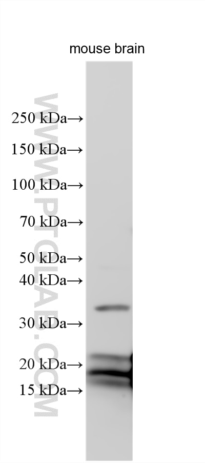 Western Blot (WB) analysis of various lysates using MBP Polyclonal antibody (10458-1-AP)