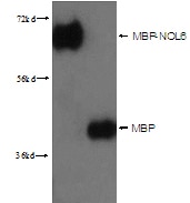 Western Blot (WB) analysis of Recombinant protein using MBP-Tag Polyclonal antibody (15089-1-AP)
