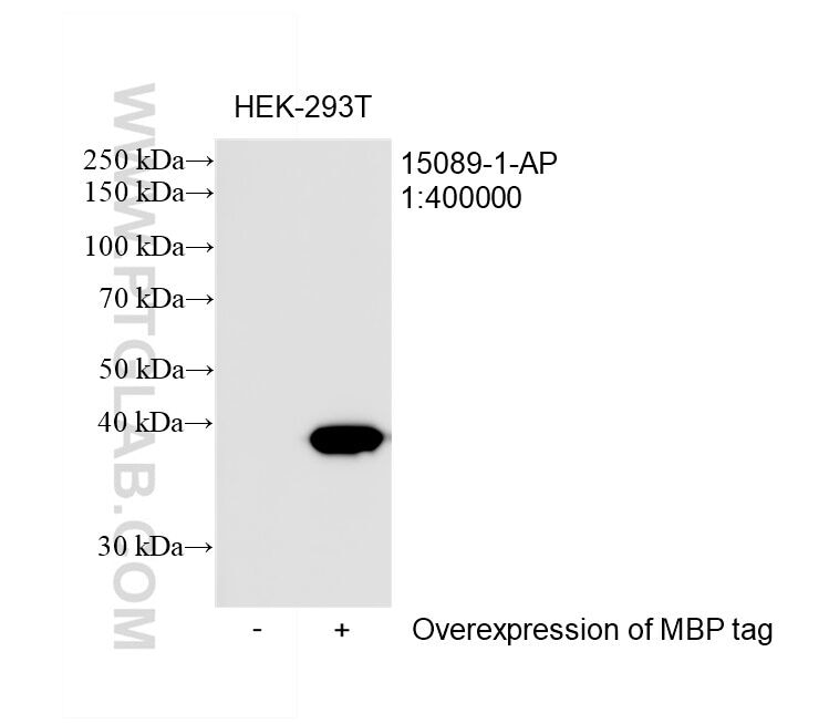 Non-transfected or MBP-tagged transfected HEK-293T cells were subjected to SDS PAGE followed by western blot with 15089-1-AP (MBP tag antibody) at dilution of 1:400000 incubated at room temperature for 1.5 hours Western Blot (WB) analysis of transfected HEK-293T cells using MBP-Tag Polyclonal antibody (15089-1-AP)