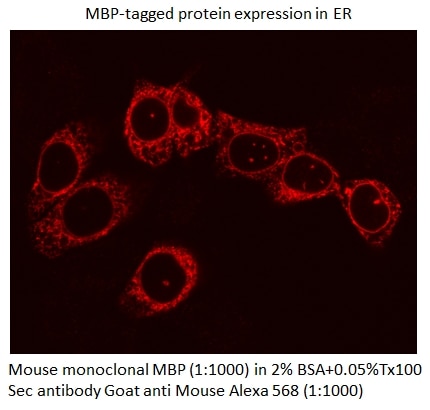 Immunofluorescence (IF) / fluorescent staining of Transfected cells using MBP tag Monoclonal antibody (66003-1-Ig)