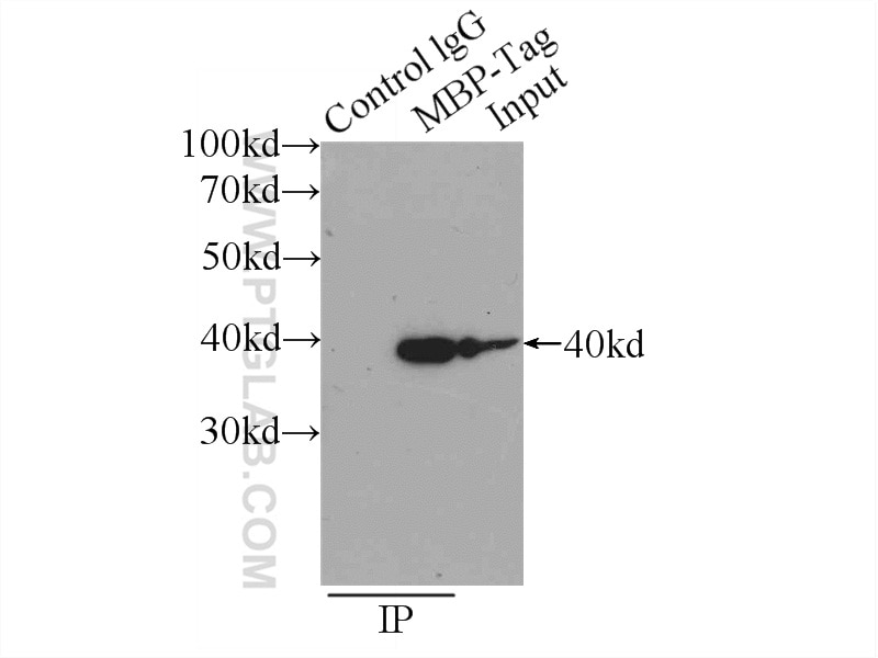 Immunoprecipitation (IP) experiment of Recombinant protein using MBP tag Monoclonal antibody (66003-1-Ig)