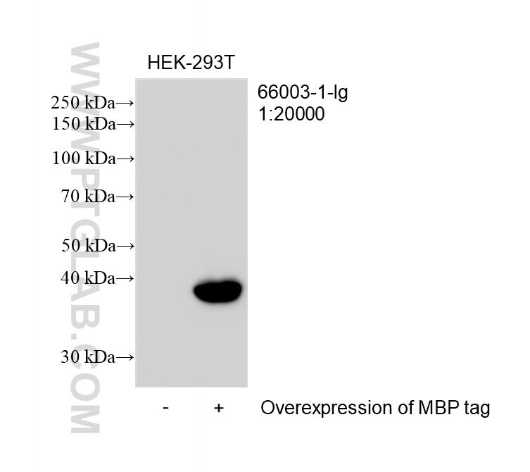 Non-transfected or MBP-tagged transfected HEK-293T cells were subjected to SDS PAGE followed by western blot with 66003-1-Ig (MBP tag antibody) at dilution of 1:20000 incubated at room temperature for 1.5 hours Western Blot (WB) analysis of transfected HEK-293T cells using MBP tag Monoclonal antibody (66003-1-Ig)