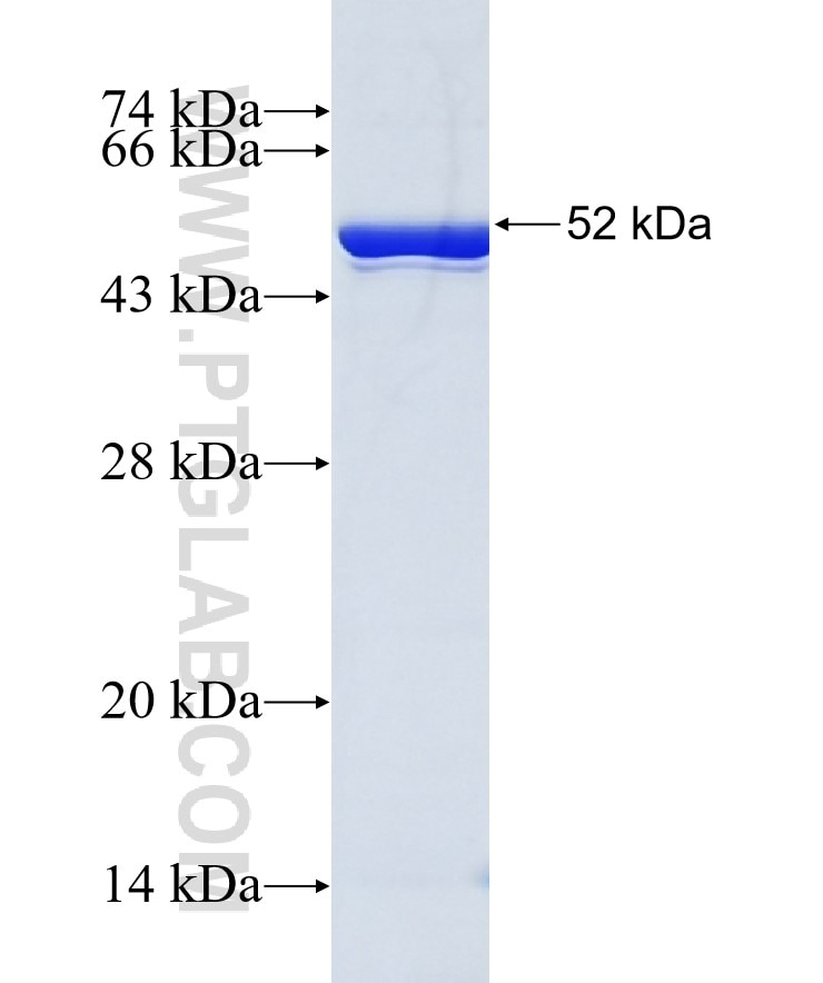 MBP-Tag fusion protein Ag0942 SDS-PAGE