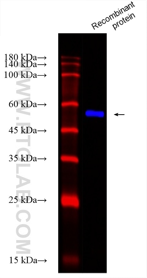 Western Blot (WB) analysis of various lysates using CoraLite® Plus 750-conjugated MBP tag Monoclonal a (CL750-66003)