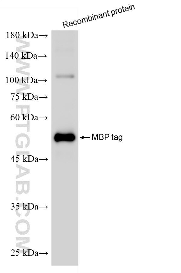 Western Blot (WB) analysis of Recombinant protein using HRP-conjugated MBP tag Monoclonal antibody (HRP-66003)
