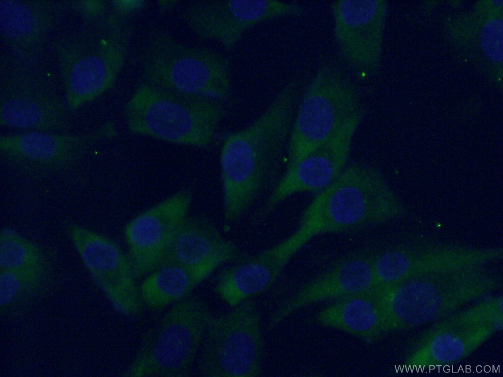 Immunofluorescence (IF) / fluorescent staining of A375 cells using MC1R Polyclonal antibody (26471-1-AP)