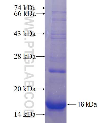 MC1R fusion protein Ag24006 SDS-PAGE