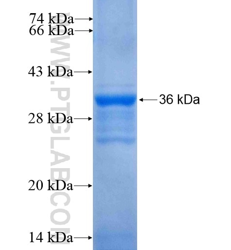 MC3R fusion protein Ag15292 SDS-PAGE