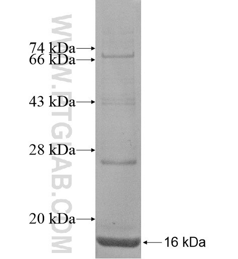 MC3R fusion protein Ag15411 SDS-PAGE