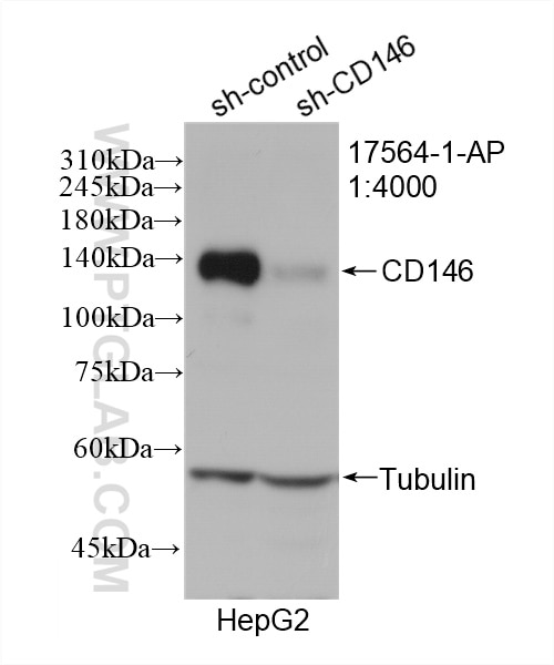 Western Blot (WB) analysis of HepG2 cells using CD146/MCAM Polyclonal antibody (17564-1-AP)