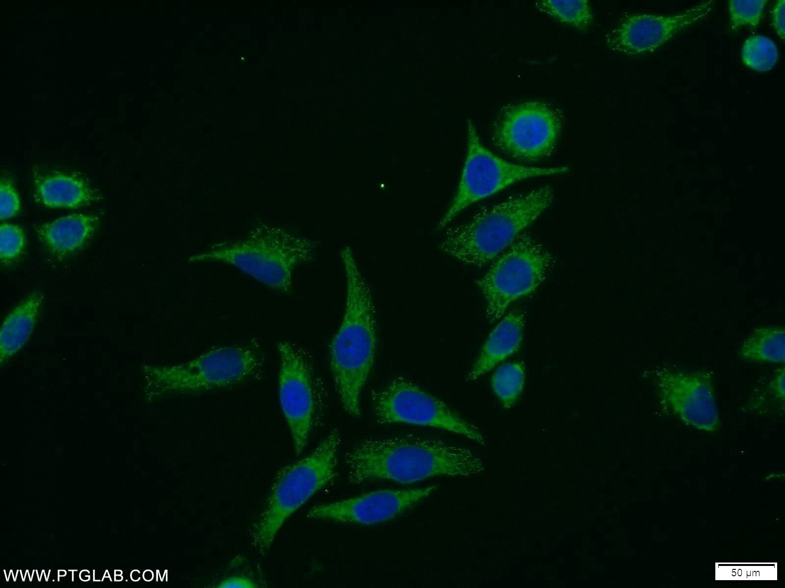 Immunofluorescence (IF) / fluorescent staining of PC-3 cells using MCC Polyclonal antibody (11525-1-AP)