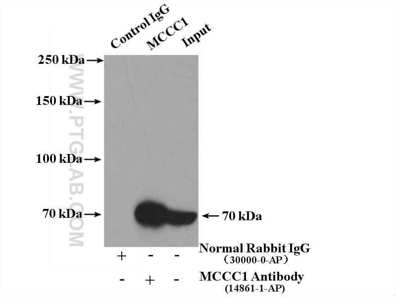 Immunoprecipitation (IP) experiment of mouse liver tissue using MCCC1 Polyclonal antibody (14861-1-AP)