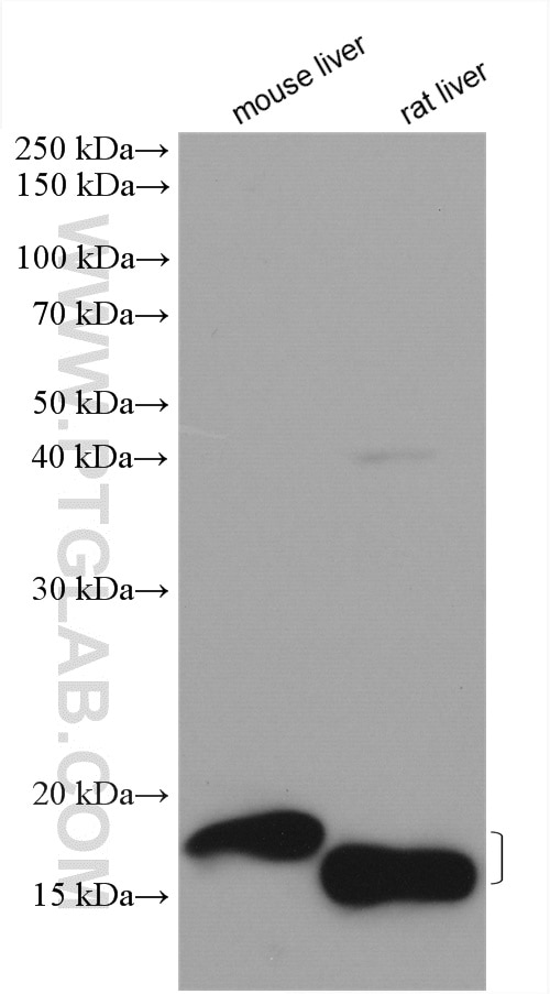 Western Blot (WB) analysis of various lysates using MCEE Polyclonal antibody (16499-1-AP)