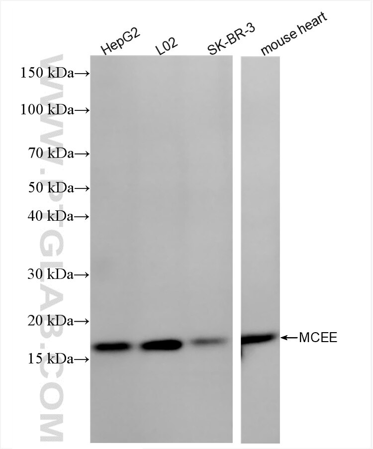 Western Blot (WB) analysis of various lysates using MCEE Recombinant antibody (85948-1-RR)