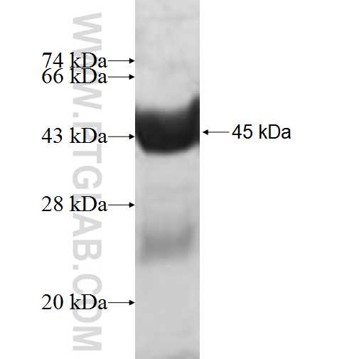 MCEE fusion protein Ag9665 SDS-PAGE