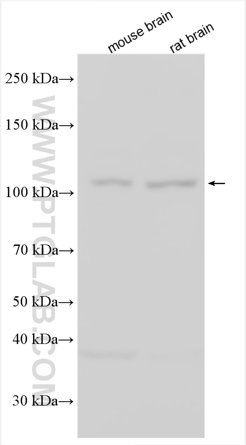 WB analysis using 27110-1-AP Western Blot (WB) analysis of various lysates using MCF2L Polyclonal antibody (27110-1-AP)