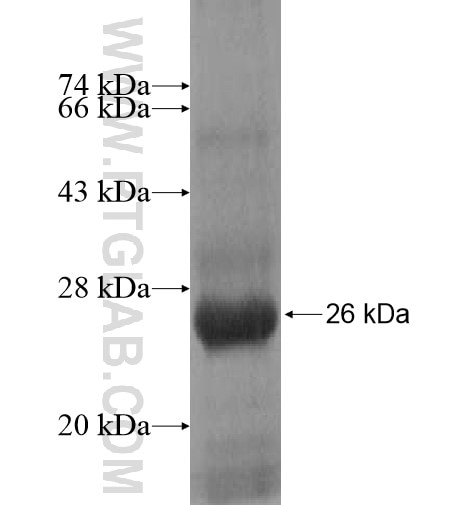 MCFD2 fusion protein Ag15276 SDS-PAGE