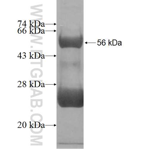 MCFD2 fusion protein Ag3768 SDS-PAGE