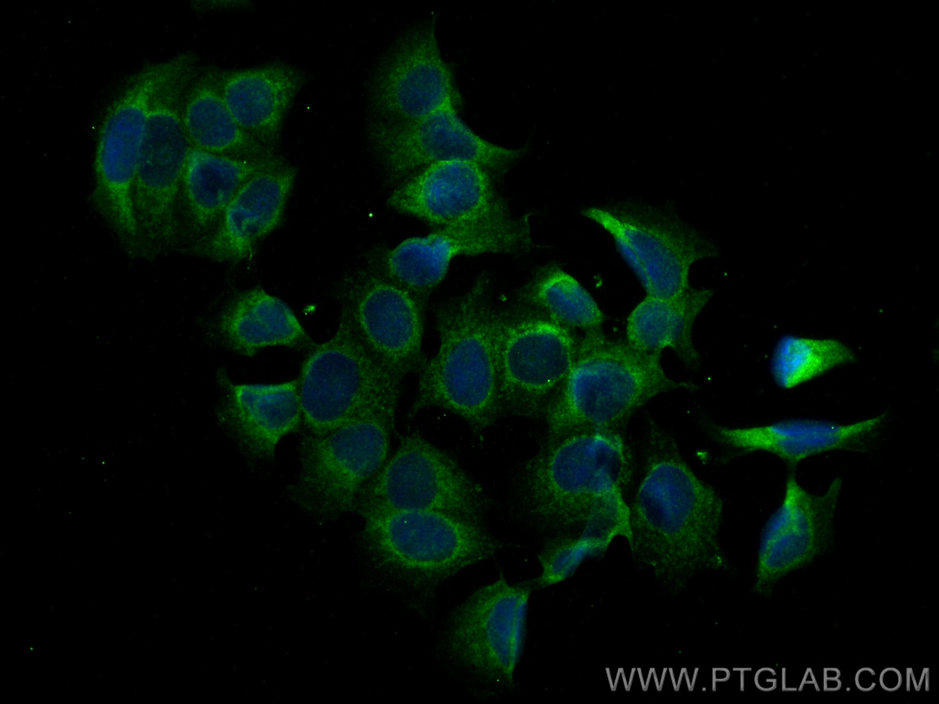 Immunofluorescence (IF) / fluorescent staining of MCF-7 cells using MCL1 Polyclonal antibody (16225-1-AP)