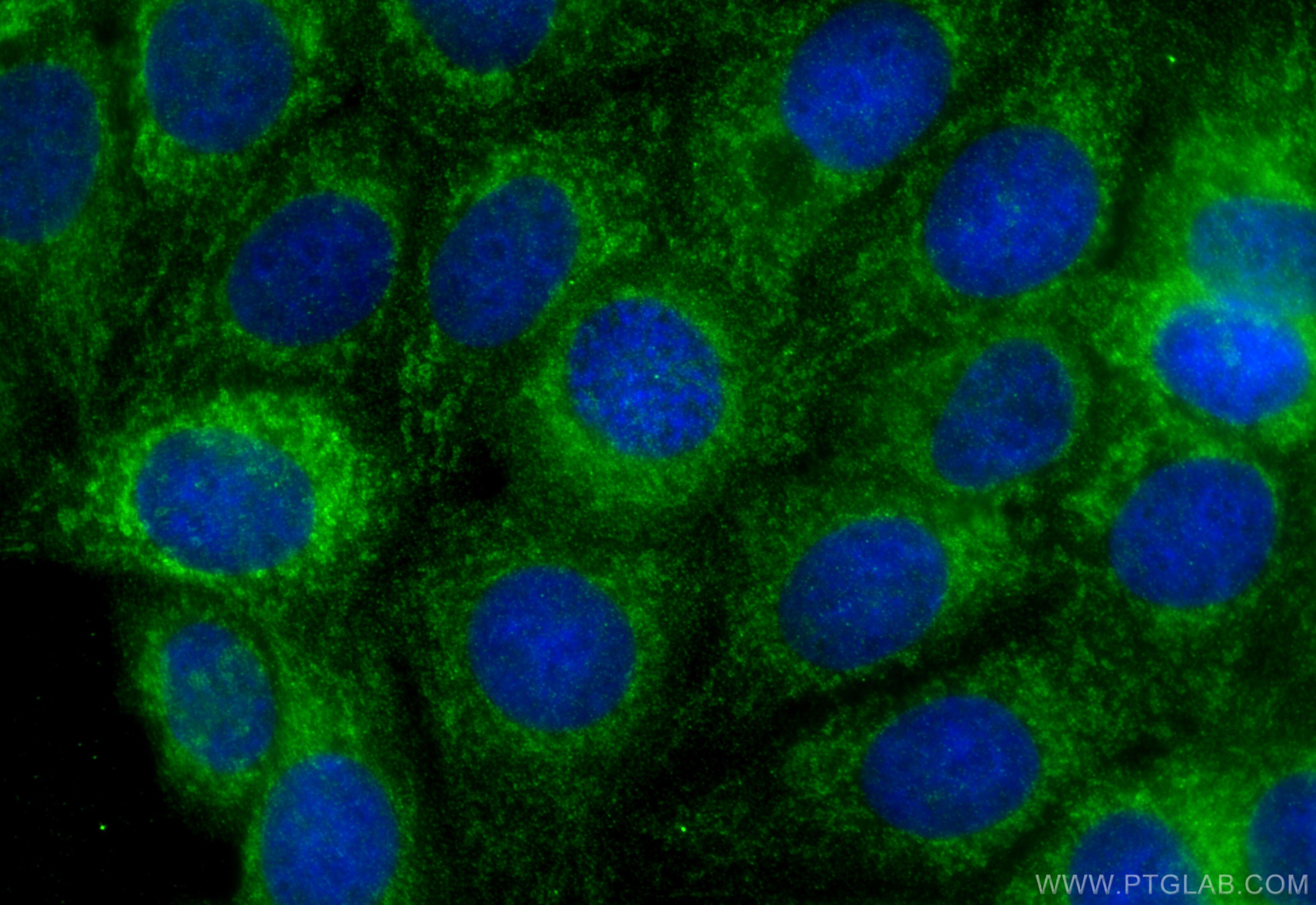Immunofluorescence (IF) / fluorescent staining of MCF-7 cells using MCL1 Polyclonal antibody (16225-1-AP)