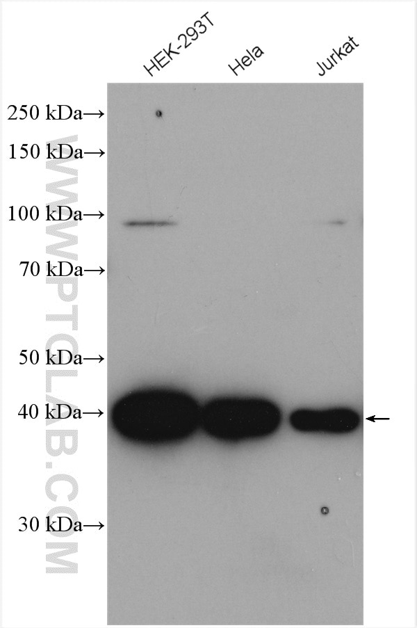 Western Blot (WB) analysis of various lysates using MCL1 Polyclonal antibody (16225-1-AP)