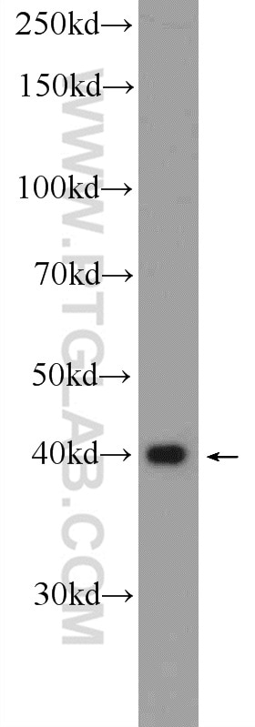 Western Blot (WB) analysis of K-562 cells using MCL1 Polyclonal antibody (16225-1-AP)