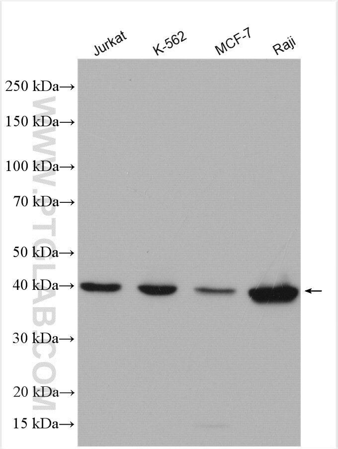 Western Blot (WB) analysis of various lysates using MCL1 Polyclonal antibody (16225-1-AP)