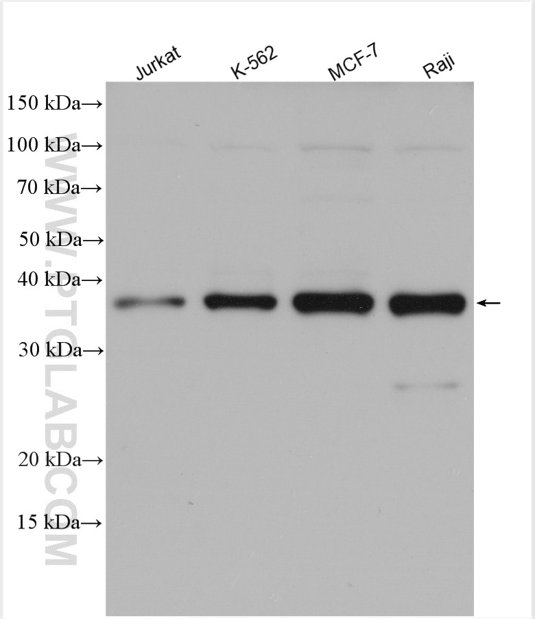 Western Blot (WB) analysis of various lysates using MCL1 Polyclonal antibody (16225-1-AP)