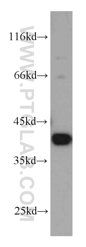 Western Blot (WB) analysis of Raji cells using MCL1 Polyclonal antibody (16225-1-AP)