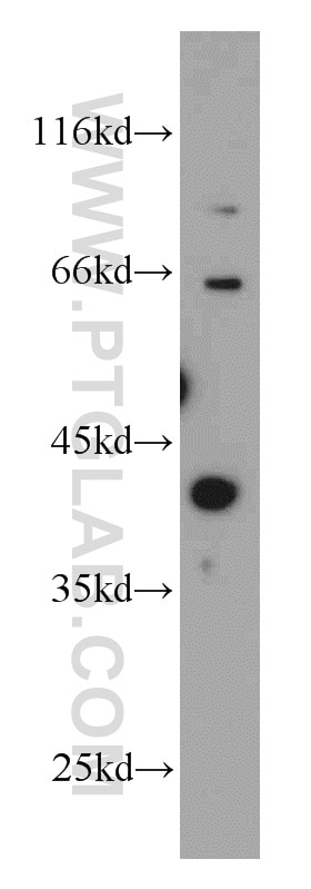 Western Blot (WB) analysis of HL-60 cells using MCL1 Polyclonal antibody (16225-1-AP)