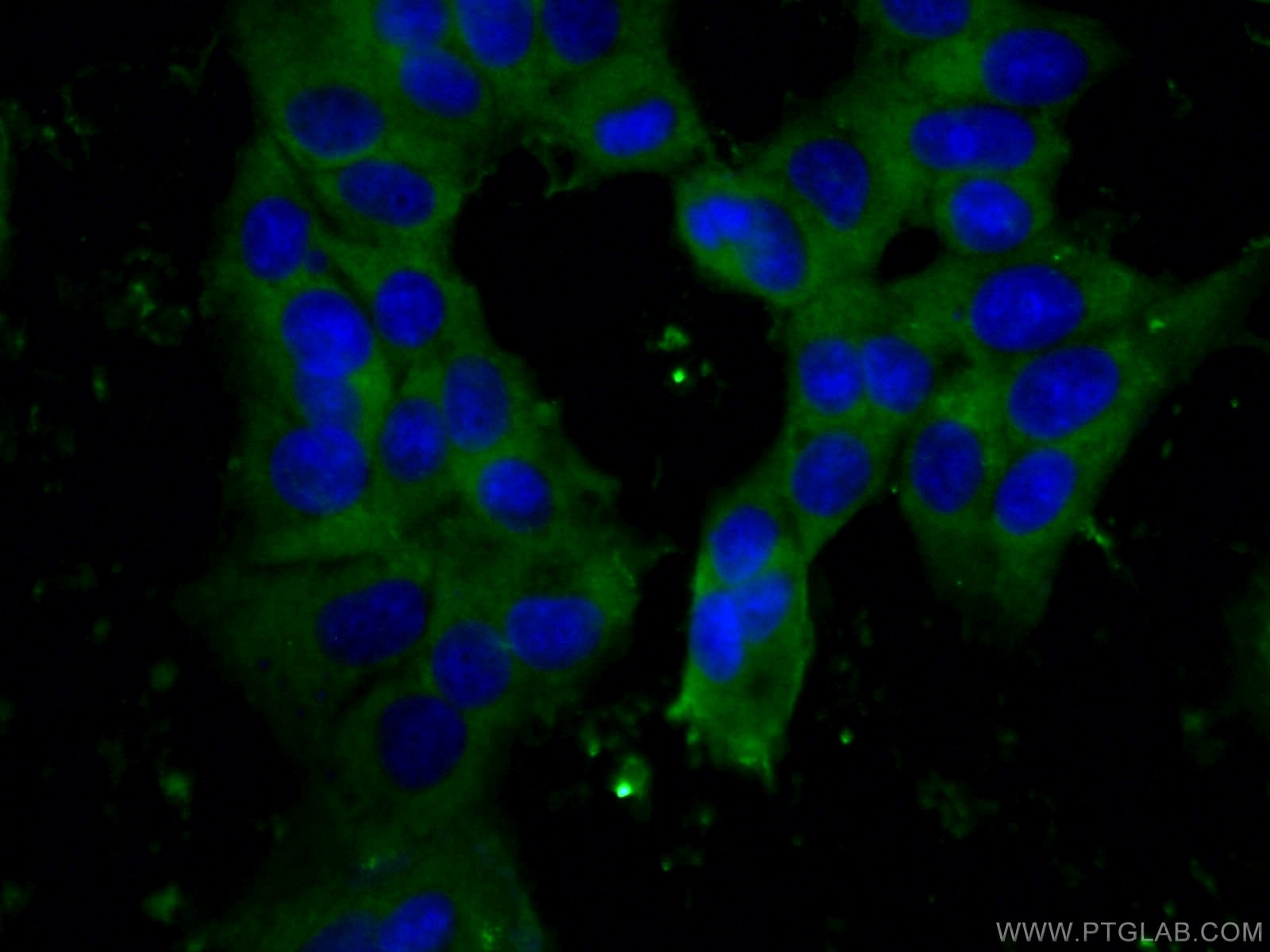 Immunofluorescence (IF) / fluorescent staining of MCF-7 cells using MCL1 Monoclonal antibody (66026-1-Ig)