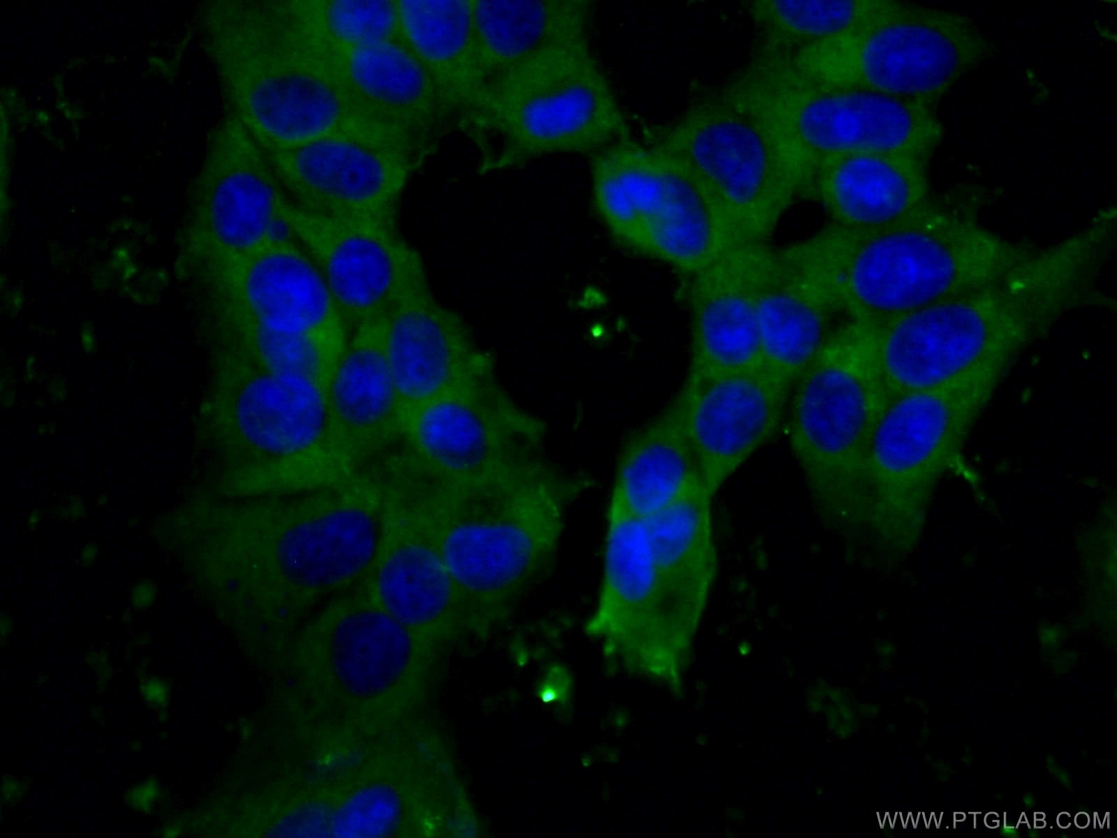 IF Staining of MCF-7 using 66026-1-Ig