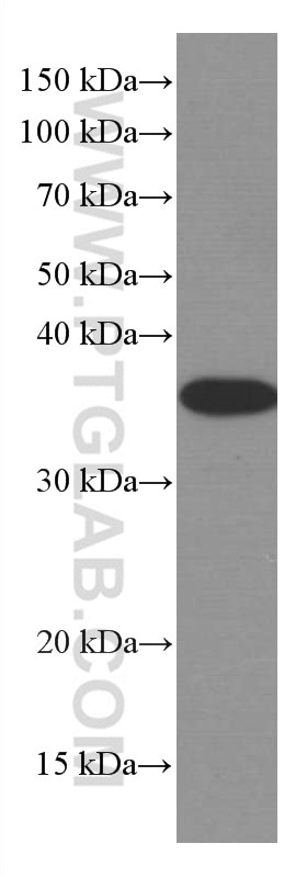 Western Blot (WB) analysis of Jurkat cells using MCL1 Monoclonal antibody (66026-1-Ig)