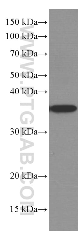 Western Blot (WB) analysis of Raji cells using MCL1 Monoclonal antibody (66026-1-Ig)
