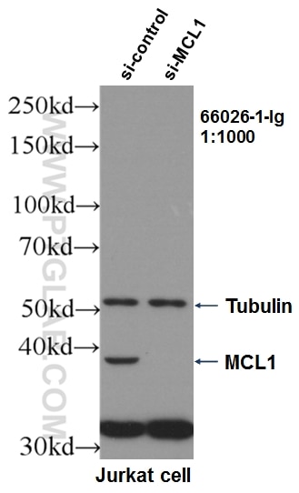 Western Blot (WB) analysis of Jurkat cells using MCL1 Monoclonal antibody (66026-1-Ig)